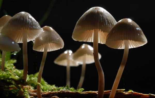 Вчені включили музику грибам – ті почали рости швидше