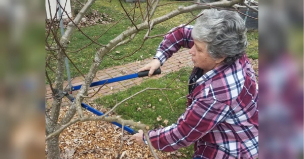 Чим обробити плодові дерева після зими: рекомендації досвідчених садівників