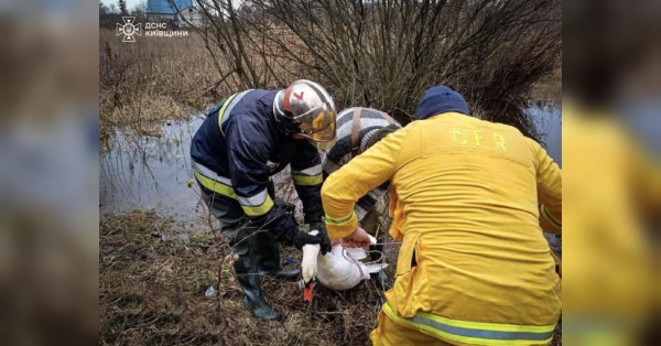 Став мішенню людської жорстокості: на Київщині врятували пораненого лебедя