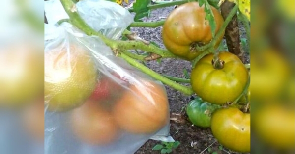 Секрети досвідчених городників: навіщо надягають целофанові пакети на зелені помідори на грядках