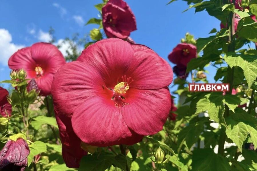 В Україні сонячно та без опадів: погода на 19 серпня