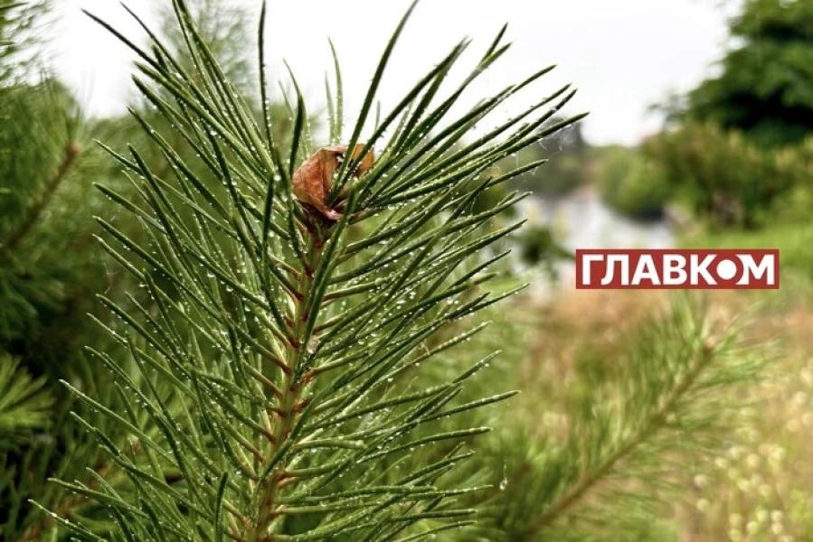 Синоптикиня Діденко розповіла, коли очікувати похолодання в Україні