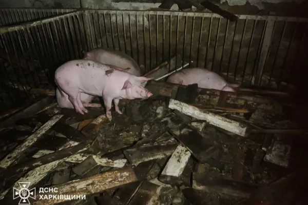 На Харківщині внаслідок російського удару загорілася ферма: загинули майже шістдесят свиней.