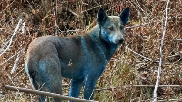 Пес, шерсть якого місцями має синій відтінок   