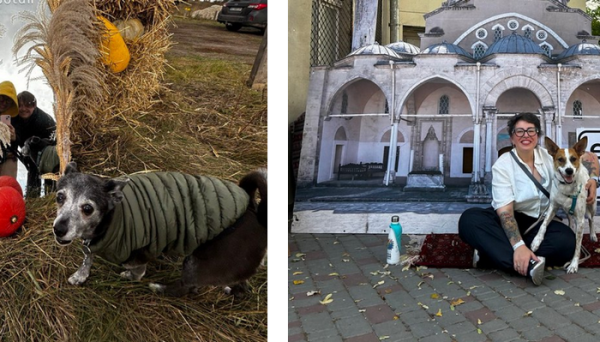Собаки завжди поряд з Ольгою