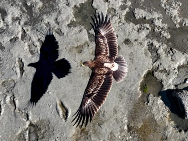 Премія за фотозйомку з дрона 2025 року