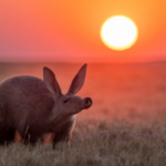 15 приголомшливих знімків з премії «Фотограф природи року»