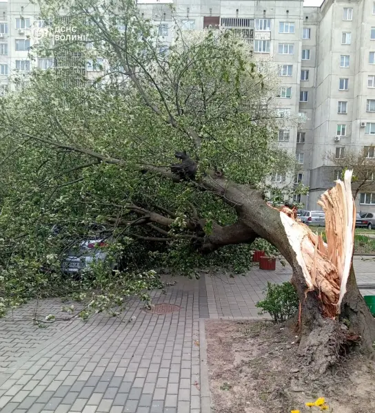 Стихійне лихо, град та пилова буря: негода в Україні валить дерева та зриває покрівлі будівель, є жертви 40