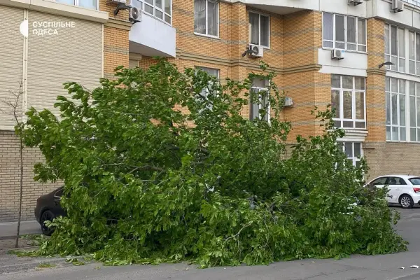 Стихійне лихо, град та пилова буря: негода в Україні валить дерева та зриває покрівлі будівель, є жертви 43