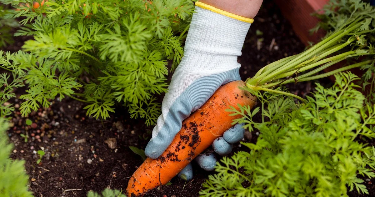 Які найкращі домашні добрива для моркви