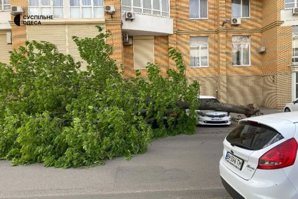 Стихійне лихо, град та пилова буря: негода в Україні валить дерева та зриває покрівлі будівель, є жертви 41