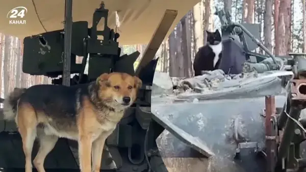 Кіт приніс бійцям подарунок, а пес катається на танку: дивовижна історія порятунку двох тварин 4