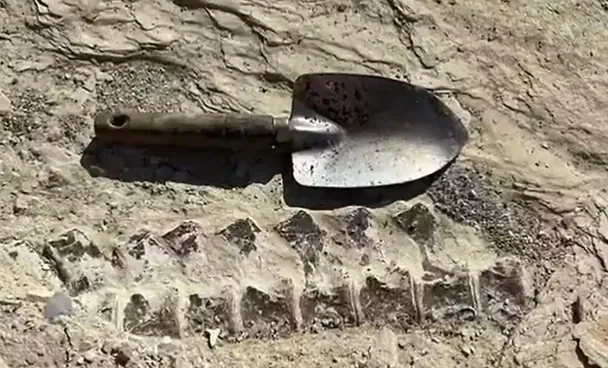 12-річний учень випадково натрапив на кістки доісторичної істоти вагою 25 тонн. 5 Фото dailygalaxy