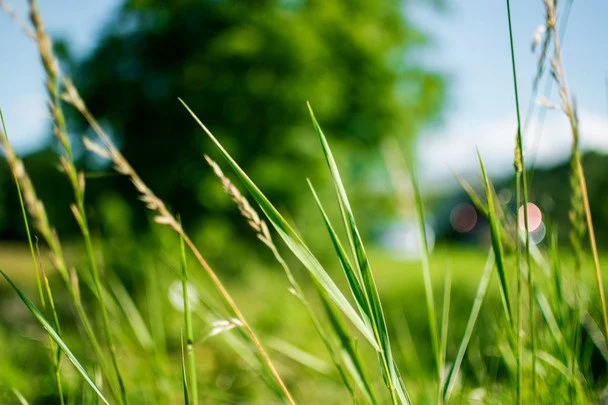 Народні прикмети 28 червня / © pexels.com