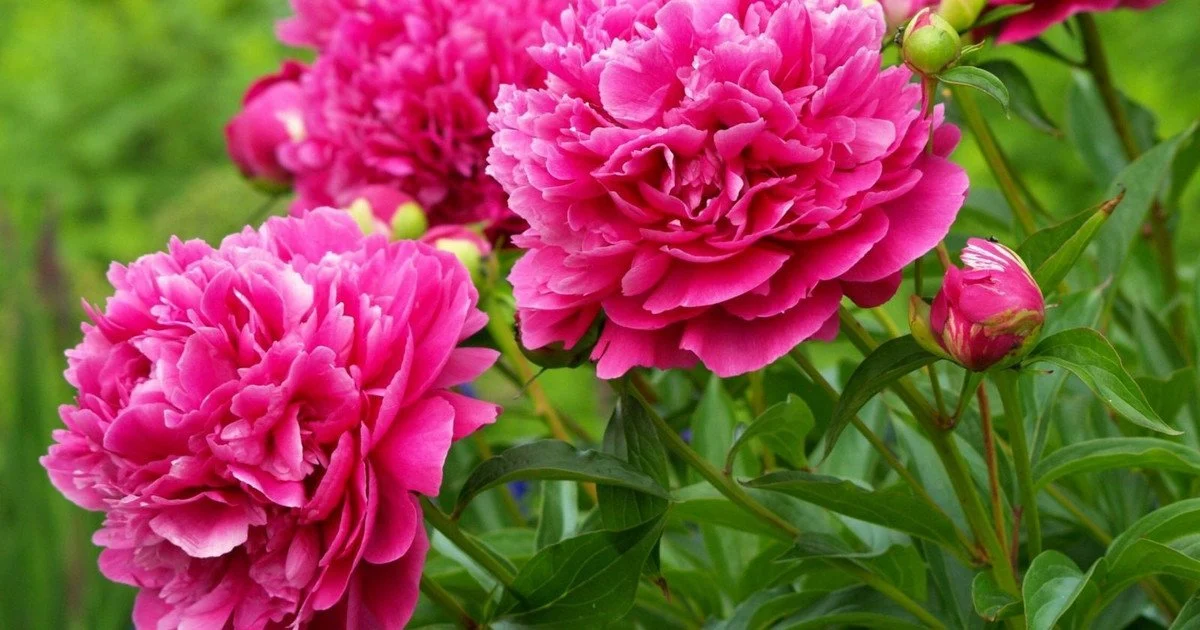 Peonies.