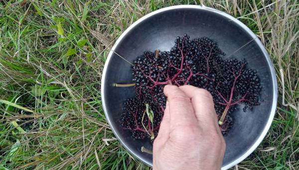 На городі кущ бузини – на столі бузиновий напій. 16 На городі кущ бузини – на столі бузиновий напій. 16