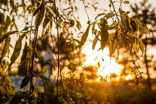 Народні прикмети 26 липня / &copy; pexels.com