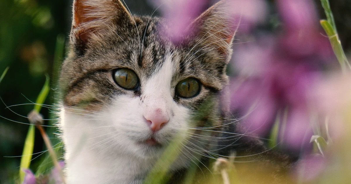 Cat Cat