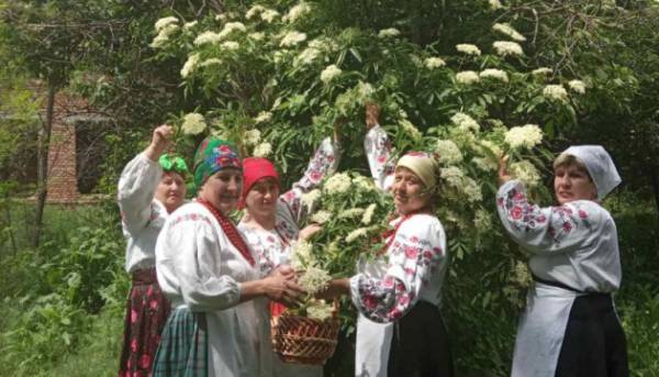 На городі кущ бузини – на столі бузиновий напій.