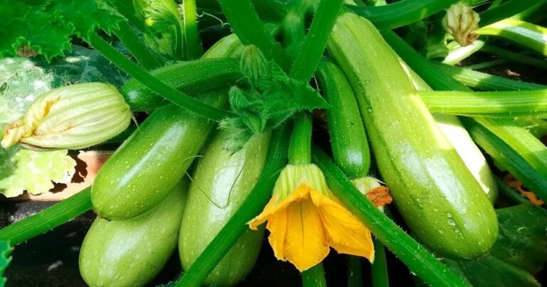 Швидкі рецепти з кабачків за 15 хвилин: 3 найкращі варіанти на кожен день 15 Швидкі рецепти з кабачків за 15 хвилин: 3 найкращі варіанти на кожен день 13