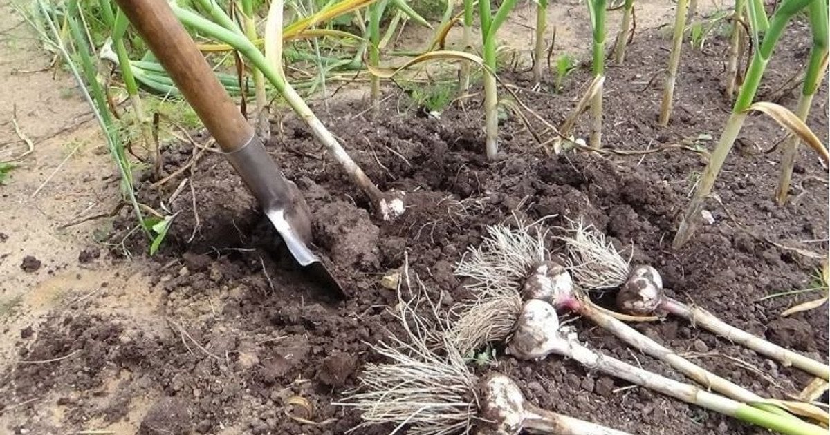 Що садити після часнику: як отримати другий урожай та захистити грядку