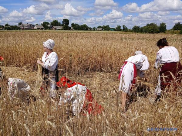 «Зажинки»: перші зібрані збіжжя відклали для різдвяного дідуха 21 «Зажинки»: перші зібрані збіжжя відклали для різдвяного дідуха 21
