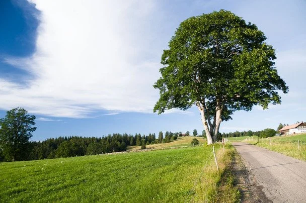 Яке релігійне свято відзначається в Україні 19 липня 2 Folk omens on July 19 / © pexels.com