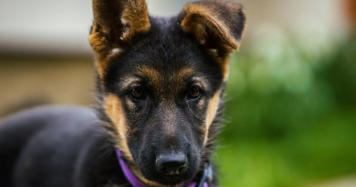 Why a dog often blinks when looking at its owner