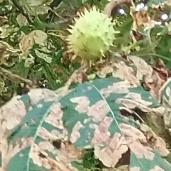 Столиця може позбутися головного символу міста: причини масової загибелі каштанів у Києві