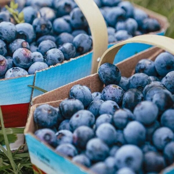 Наслідки надмірного споживання чорниці: 5 неочікуваних реакцій організму