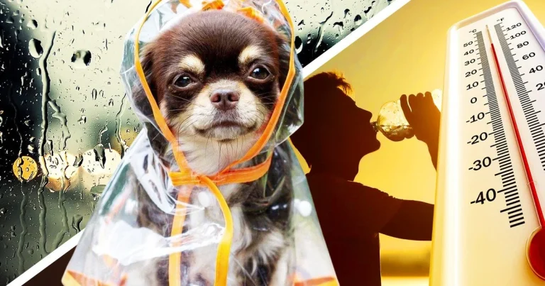 Першими похолодання в Україні відчують такі регіони: дощі та зниження температури до +17°C 14 Першими похолодання в Україні відчують такі регіони: дощі та зниження температури до +17°C 9