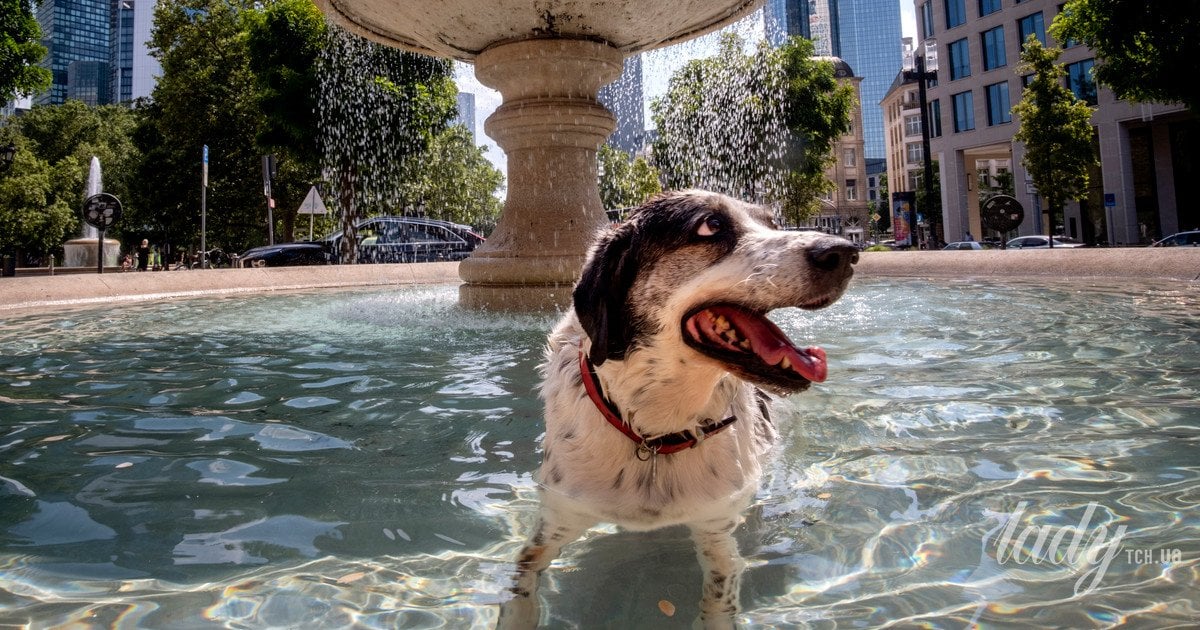 How to protect your pet from heat: the 5-second rule