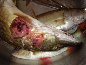 Фото goldfishnet.in.ua