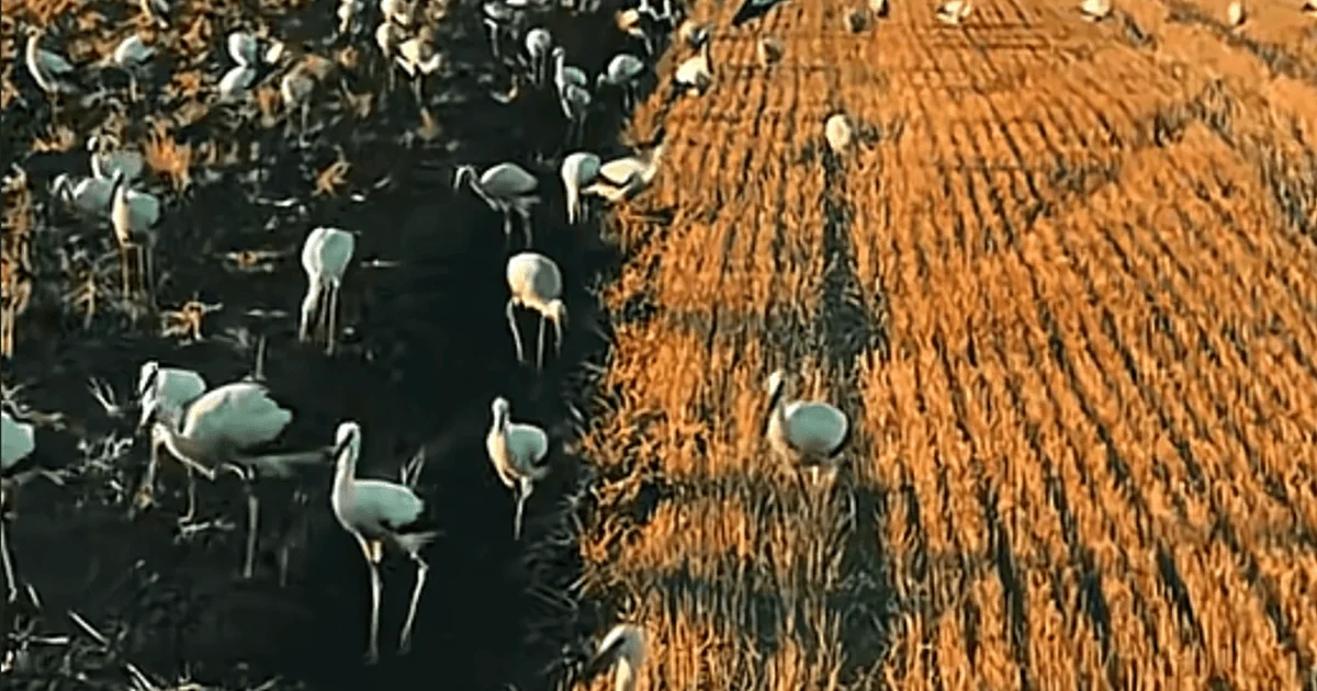 Storks in a field Storks in a field