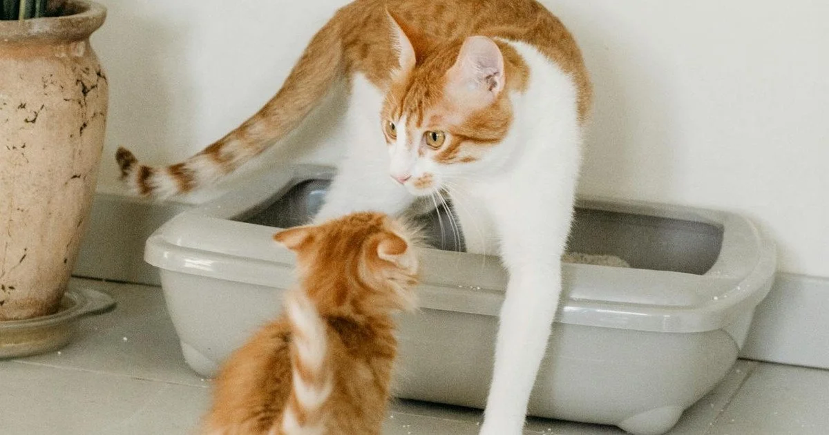 Коти Коти