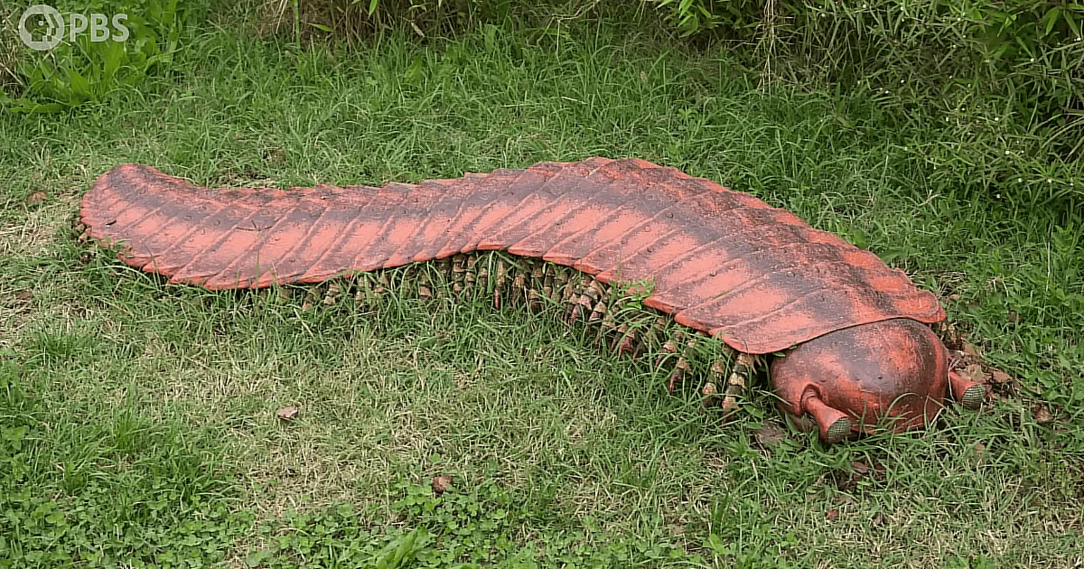 Багатоніжка Arthropleura Багатоніжка артроплевра