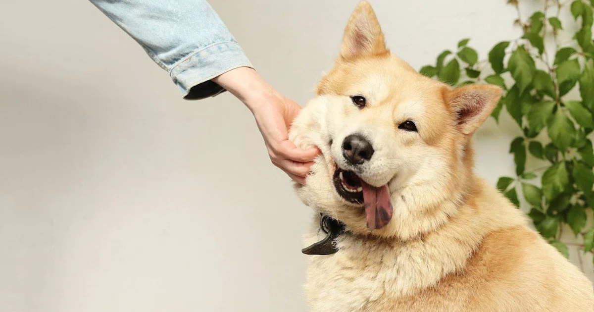 Why does a dog constantly lick hands