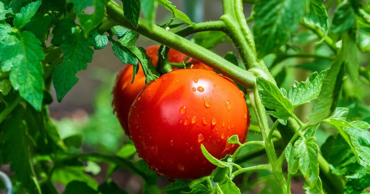 Tomatoes