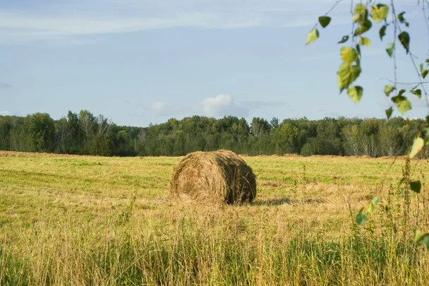 Яке релігійне свято відзначається в Україні 24 серпня 2 Народні прикмети 24 серпня / © pexels.com