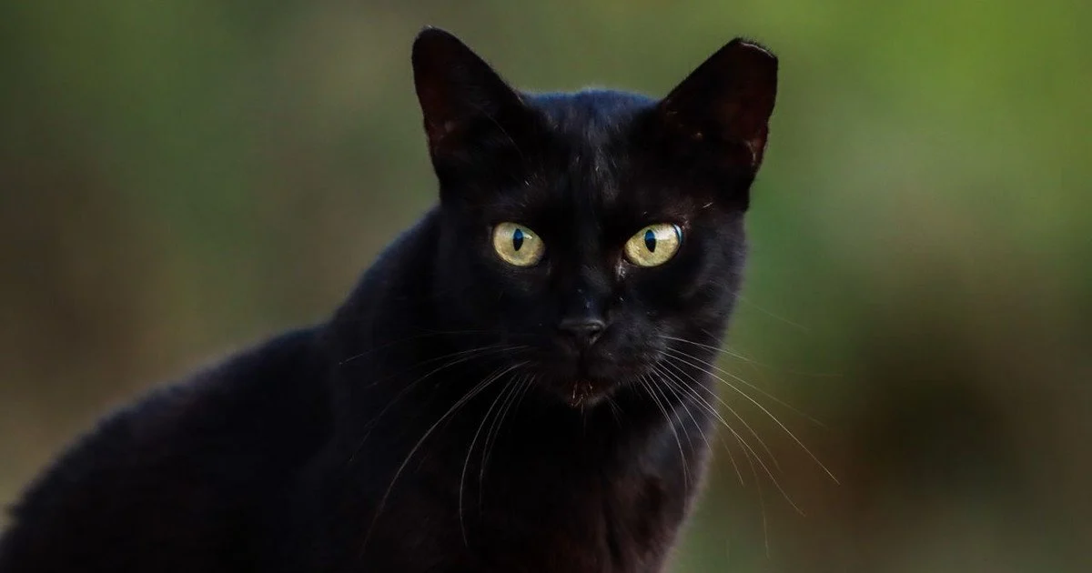 Як довго коти памʼятають людей Як довго коти памʼятають людей