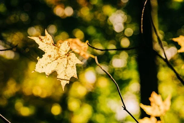 Folk Omens for the Nativity of the Most Holy Theotokos / &copy; pexels.com