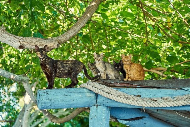 Яке свято 8 серпня — усе про цей день, яке церковне свято 12 8 серпня Міжнародний день кота / © pexels.com
