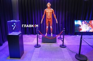 Тіло людини": масштабна інтерактивна виставка запрошує киян 58 Тіло людини": масштабна інтерактивна виставка запрошує киян 50